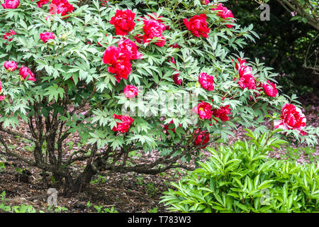 Schöne Gartenblumen rote Baum Pfingstrose im Garten Pfingstrosen Paeonia suffruticosa Japanische Baum Pfingstrose blühende rote Pfingstrose, Frühling blühender Sträucher April Stockfoto