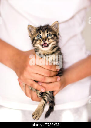 Sehr wenig tabby Kitten in den Händen. Meow schreiende Katze Stockfoto