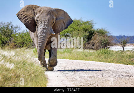 Elefanten laufen auf der Straße, Etosha National Park, Namibia, (Lo Stockfoto