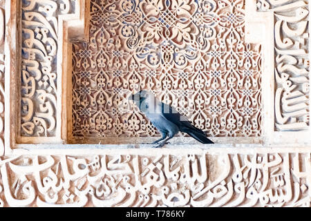 Indien, Neu-Delhi, Sheesh Gumbad, 30 Mar 2019 - sheesh Gumbad Grab aus der letzten Linie der Lodhi Dynastie, in Lodi Gärten Stadtpark Stockfoto