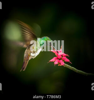 Snowy-bellied Kolibri im Flug Fütterung auf eine rote Blume BIF Stockfoto