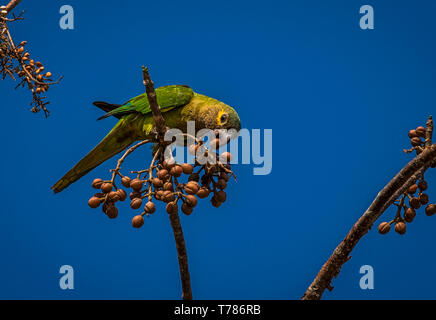 Brown-throated Sittich Fütterung auf einem Baum Stockfoto