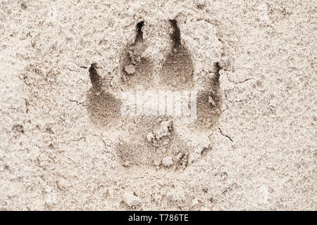 Hunde Impressum auf Sand paw, Nahaufnahme, Hintergrund, Textur, Ansicht von oben Stockfoto