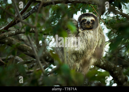 Drei-toed Sloth in einem Baum hängen