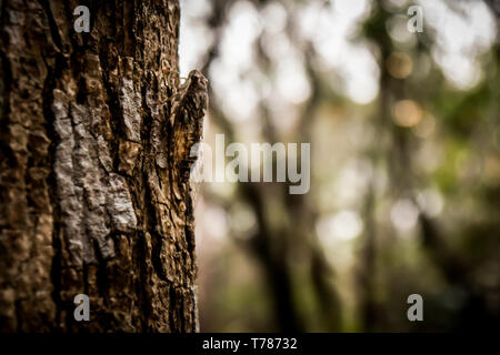 Zikade auf Baum im Wald Stockfoto