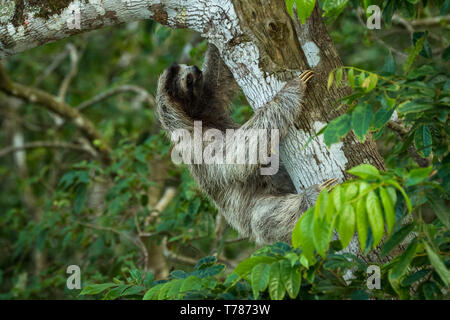 Drei-toed Sloth in einem Baum hängen Stockfoto