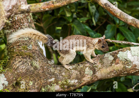 Bunte squirrel, Sciurus variegatoides auf einem Baum in Panama Stockfoto