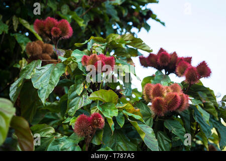 Chinesische Mamon oder Rambutan auf einem Baum Stockfoto