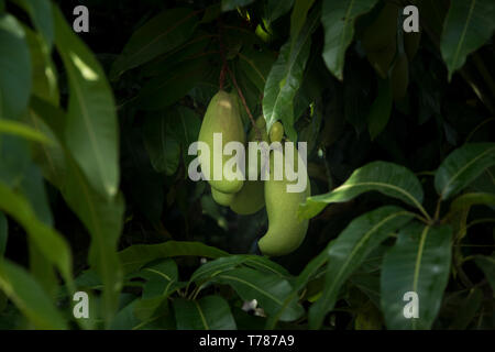 Lange grüne Mangos auf einem Baum Stockfoto