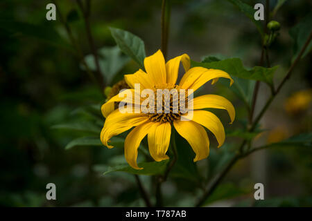 Große gelbe Blume mit grünem Hintergrund Stockfoto