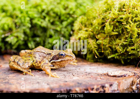 Grasfrosch in Wales im Frühling, fotografiert in einer kontrollierten Umgebung und dann wieder auf, wo es gefunden wurde. Stockfoto