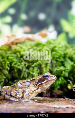 Grasfrosch in Wales im Frühling, fotografiert in einer kontrollierten Umgebung und dann wieder auf, wo es gefunden wurde. Stockfoto