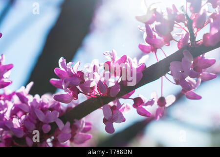 Östliche redbud Baum (Cercis canadensis) in voller Blüte Stockfoto