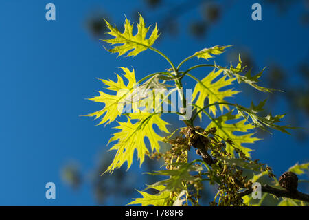 Roteiche (Quercus rubra) Blätter von der Sonne mit blauem Himmel und andere Blätter im Hintergrund aufgehellt Stockfoto