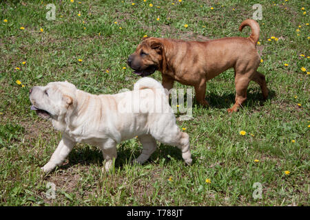 Zwei süße shar-pei Welpen spielt auf einer grünen Wiese. Heimtiere. Stockfoto