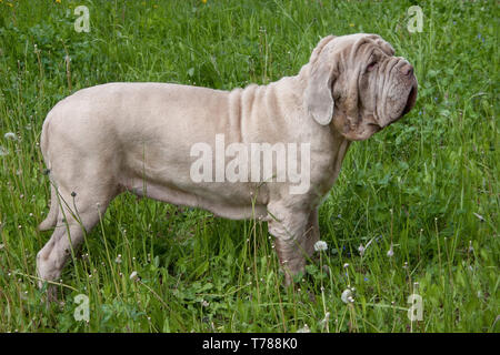 Neapolitanischer Mastiff steht in einer grünen Gras. Heimtiere. Stockfoto