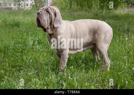 Nach neapolitanischer Mastiff steht auf einer grünen Wiese. Heimtiere. Stockfoto