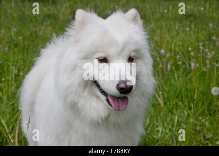 Cute samoyed Hund mit Zunge räkelt. Close Up. Heimtiere. Stockfoto