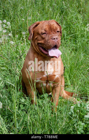 Cute Bordeaux Dogge Welpen sitzt in einem grünen Gras. Heimtiere. Stockfoto