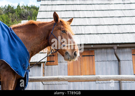 Rot schönes Pferd Porträt mit Kopie Raum Stockfoto