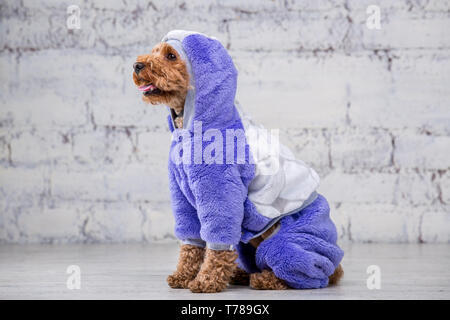 Kleine lustige Hund von brauner Farbe, mit lockigem Haar von Toy Pudel Rasse in kleidung für hunde posieren. Thema Zubehör und modische Outfits für Haustiere. S Stockfoto