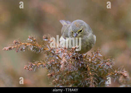 Orange-gekrönter Warbler Stockfoto