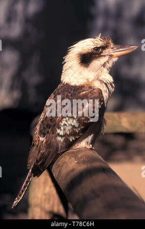 LAUGHING KOOKABURRA (DACELO NOVAEGUINEAE SYN D. GIGAS) sitzen auf einem Zaun. Stockfoto