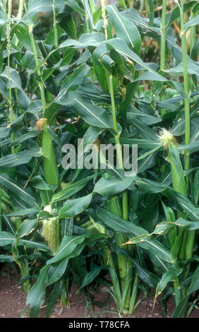 Süßer Mais (Zea mays convar. saccharata var. rugosa) Stockfoto