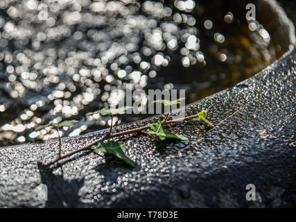 Grüne Blätter auf dem Wasser Waschbecken mit Sonnenlicht. Natur Hintergrund. Stockfoto