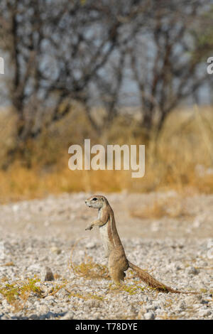 Kap Erdhörnchen - Xerus inauris, schöne Erdhörnchen aus dem südlichen afrikanischen Savannen und Sträucher, Etosha National Park, Namibia, Afrika. Stockfoto