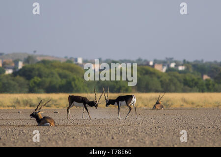 Eine Hirschziegenantilope wandern in einen grünen Hintergrund und morgen Licht im Grünland der Tal chappar Hirschziegenantilope Heiligtum. Männer sind schwarz und weiblich sind in orange. Stockfoto