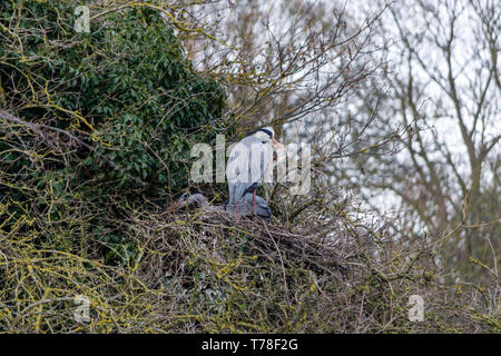 Paar Graureiher Ardea cinerea, nisten in Bäumen, Abington Park, Northampton, Großbritannien Stockfoto