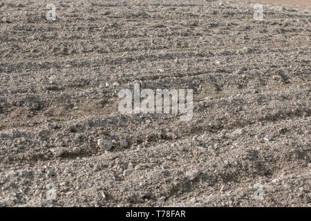 Getrocknete Erde in einem GEPFLÜGTEN/gepflügten Feldes, mit Furchen/Reifenspuren. Gepflügten Boden Textur, die gepflügte Erde Textur. Stockfoto