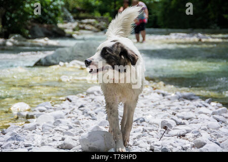 Loutra Pozar, Griechenland - Juni 28, 2014: Ein Hund spielt und badet in einem Berg River Stockfoto