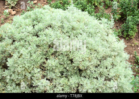 Artemisia Absinthium (Absinth, Absinthe, absinthium Wermut, grand Wermut, Wermut Stockfoto