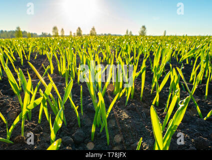 Feder, Sonnenaufgang über Gerste in Tautropfen close-up Stockfoto