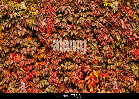 Blätter im Herbst Textur Stockfoto