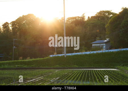 Die Sonne geht hinter einem Wald und einem hügeligen Straßen- und Reisfeldern stehen im Vordergrund. Stockfoto