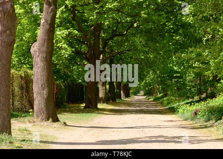 Tunnel - wie Allee der Bäume Stockfoto