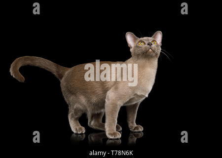 Verspielte Katze stehend, blickte auf schwarzem Hintergrund isoliert, Vorderansicht Stockfoto