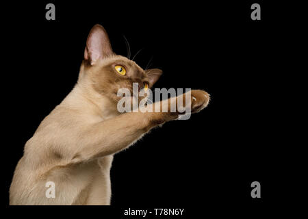 Cute Portrait von verspielten Braun Birma Katze Heben paw, spielen mit Spielzeug, auf schwarzem Hintergrund Stockfoto