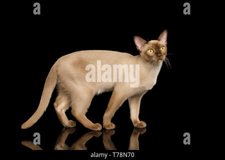 Cute Burmese Cat stehen und schaut neugierig isoliert auf schwarzen Hintergrund, Seitenansicht Stockfoto