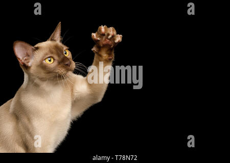 Cute Portrait von verspielten Braun Birma Katze Heben paw, auf schwarzem Hintergrund isoliert, Seitenansicht Stockfoto