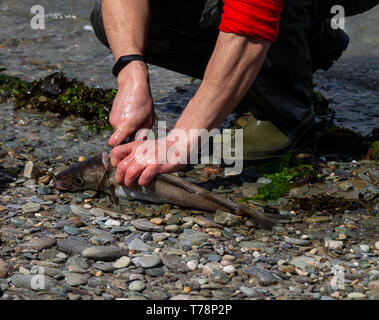 Männliche Meer angler seinen Fang von Fisch Reinigung im Meer Stockfoto