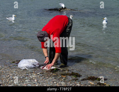 Männliche Meer angler seinen Fang von Fisch Reinigung im Meer Stockfoto