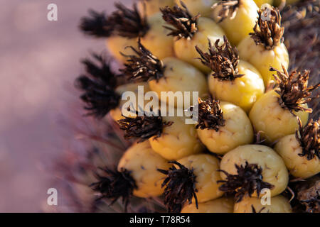 Angelhaken barrel Kaktus (Ferocactus wislizeni) in Tucson, Arizona Stockfoto