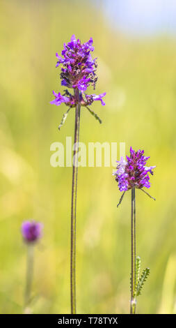 Lila betony (Stachys officinalis) in natürliche Wiese invironment mit leuchtend grünen Hintergrund Stockfoto