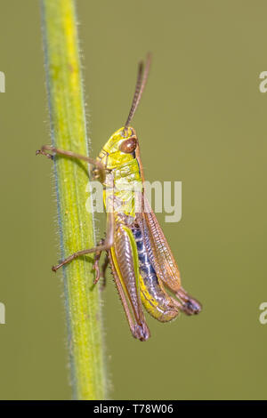 Wasser - Wiese Grashüpfer (Chorthippus montanus) schließen bis auf ein Gras Stammzellen Stockfoto