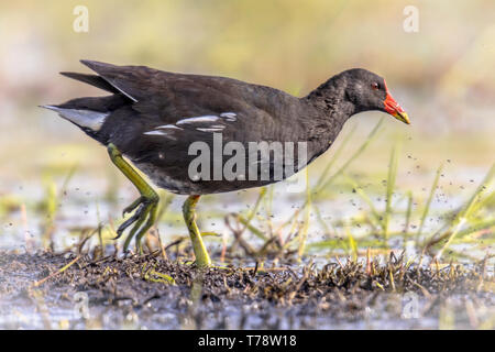 Gemeinsame Sumpfhuhn (Gallinula chloropus) Vogel auf der Bank von Feuchtgebieten Teich in Flandern Belgien ausgeführt wird. Helle bearbeiten. Stockfoto