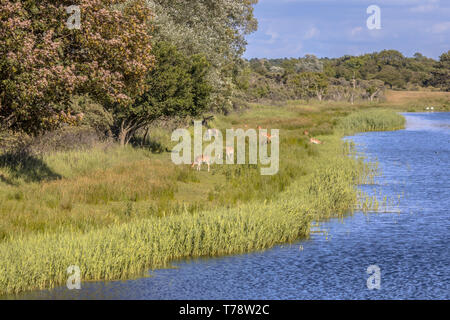 Damwild (Dama Dama) Beweidung auf die Ufer in Amsterdamse waterleidingduinen Naturschutzgebiet der Dünen auf Westküste der Niederlande Stockfoto